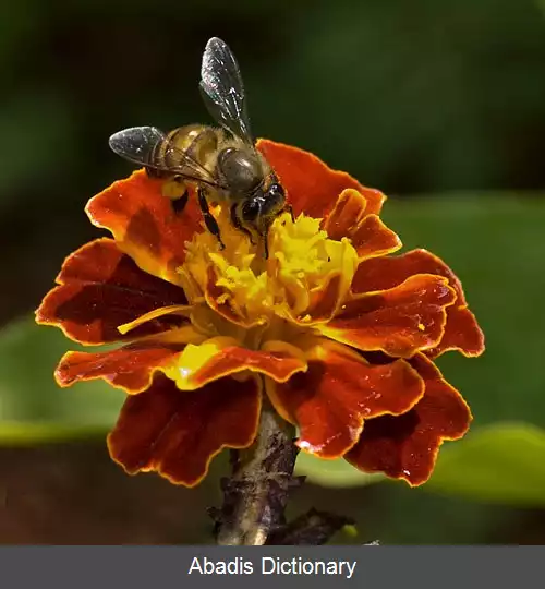 عکس زنبور عسل هندی