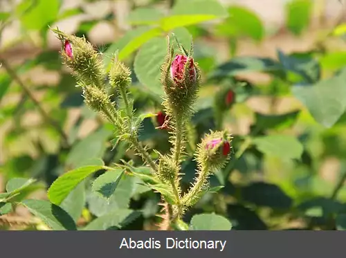 عکس رز موس