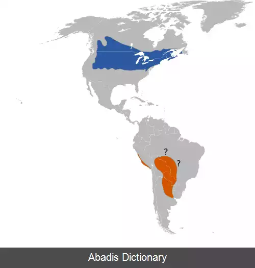 عکس برنج خورک