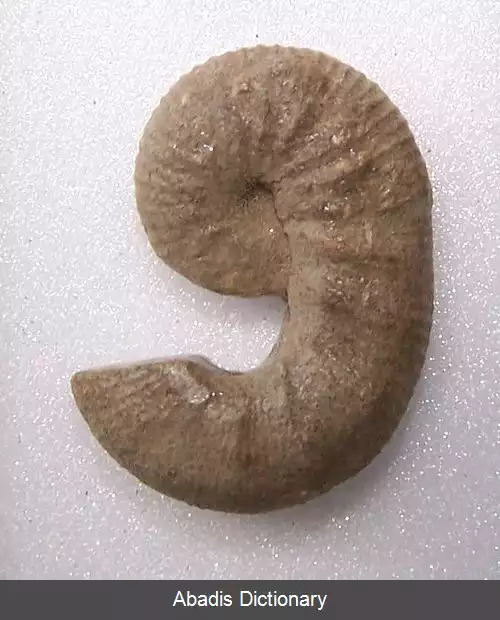 عکس زورقیان