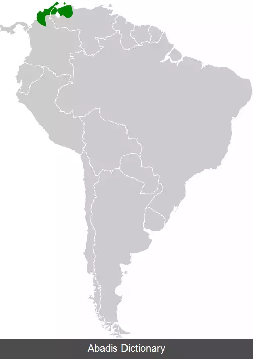 عکس دم تیزک سبیل سفید