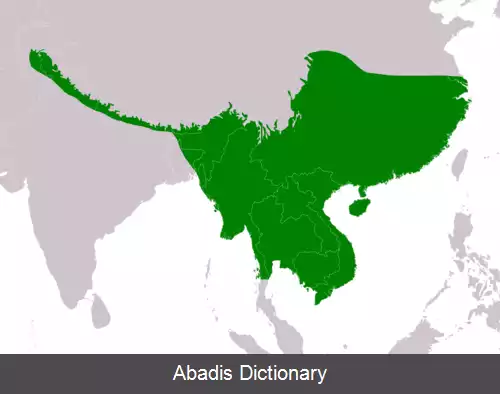 عکس جغدک نواری آسیایی