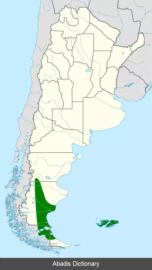 عکس سهره ریش سفید