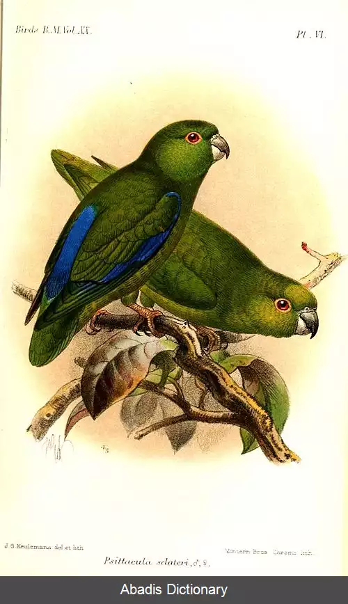 عکس طوطیچه تیره نوک