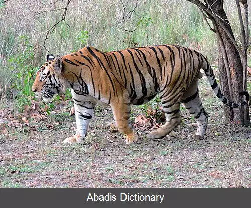عکس فهرست بزرگترین گربه سانان