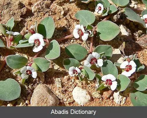 عکس علف مارزنگی