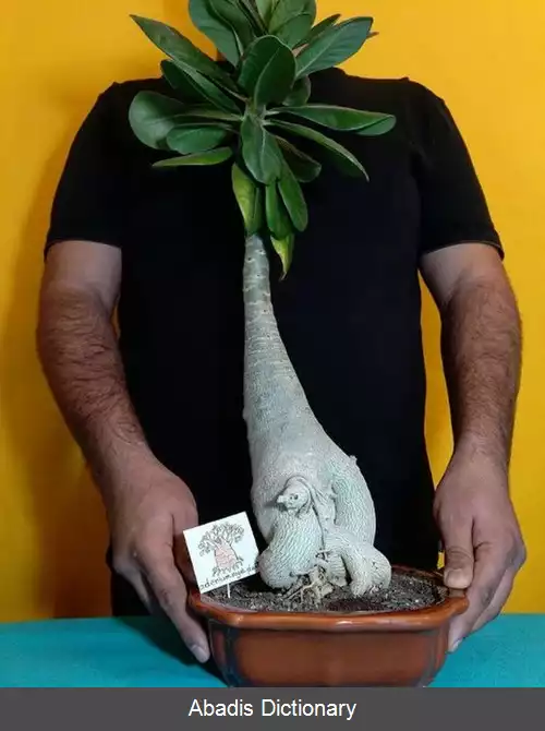 عکس آدنیوم عربی (عربیکوم)