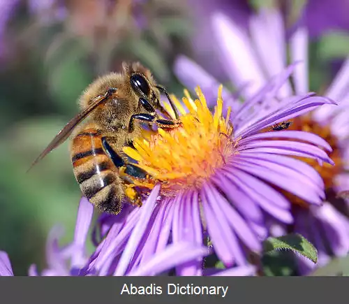 عکس زنبور عسل اروپایی
