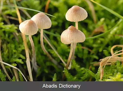 عکس کلاه پارچه ای عاجی