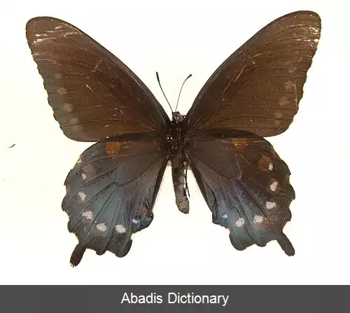 عکس زراوندپران