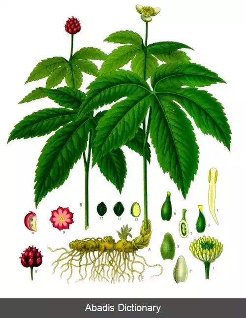 عکس خوک طلایی