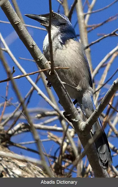 عکس جیجاق بوته ای جزیره ای