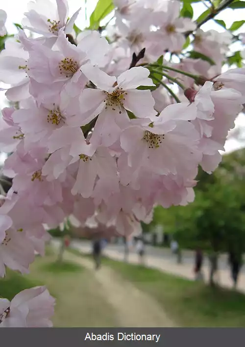 عکس اوموایگاوا