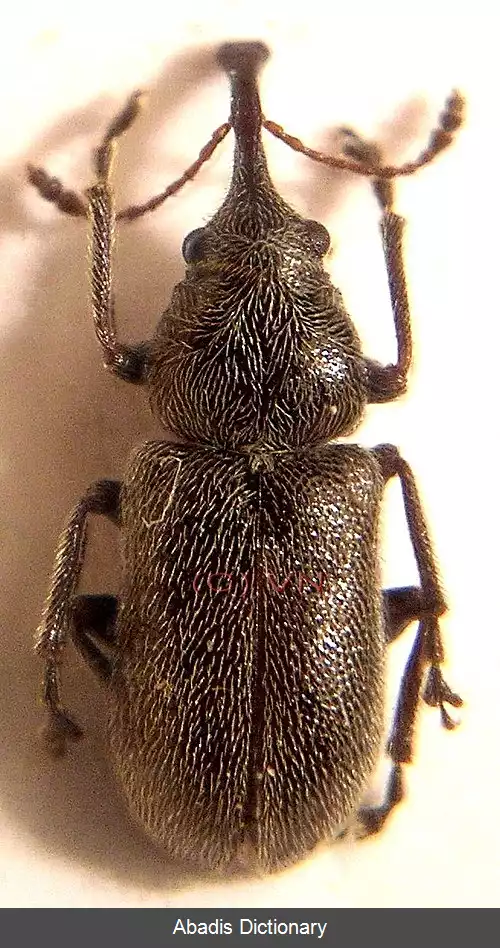 عکس سوسکچه های گل کاجی