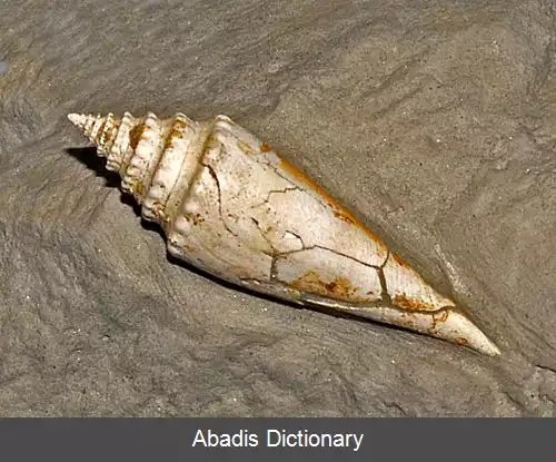 عکس قیفک های سنگی