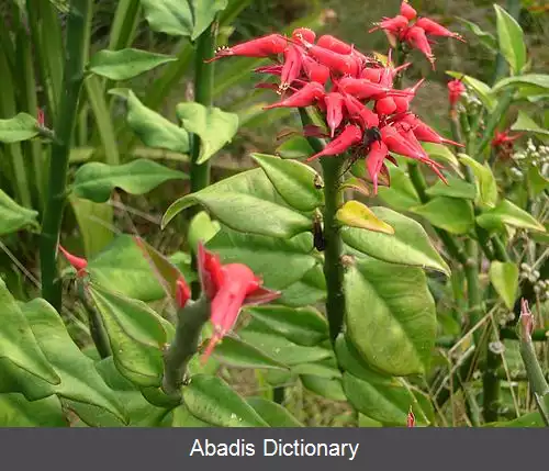 عکس فرفیون تیتیمالویدس