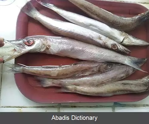 عکس کوترساده ماهی