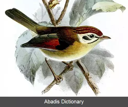 عکس چغک چینی بال حنایی