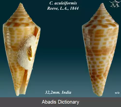 عکس قیفک دوکی