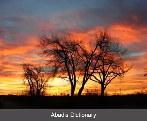 عکس فریچ تگزاس