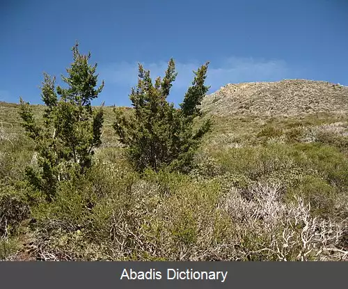 عکس سرو کویاماکا