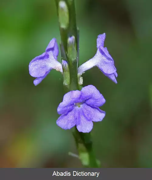 عکس شاه پسند برگ گزنه ای