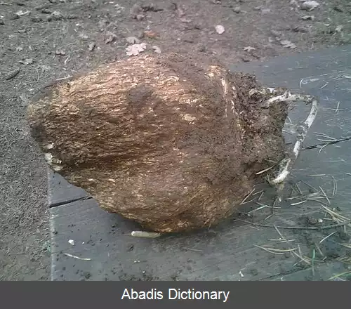 عکس فولینگ