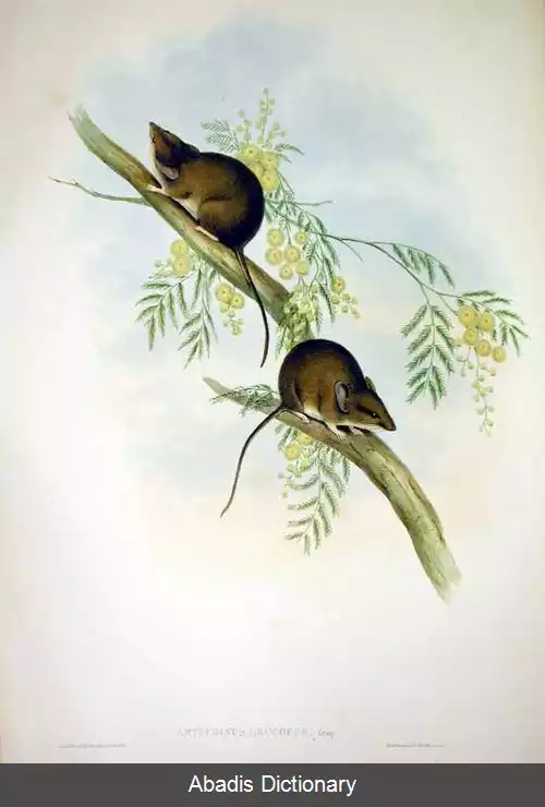 عکس ریزموش تباران