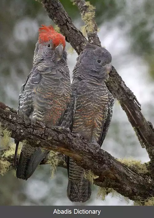 عکس طوطی کاکلیان