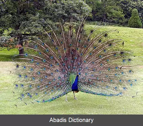 عکس طاووس (سرده)
