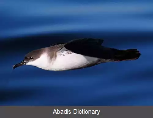 عکس فهرست کبوتردریاییان