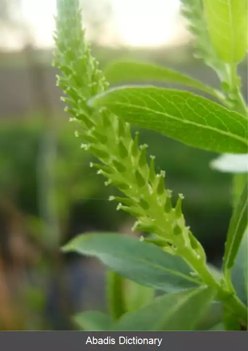 عکس بید بادامی