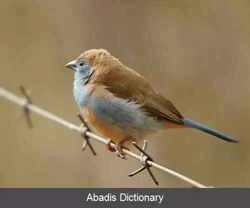 عکس نوک مومی آبی فام