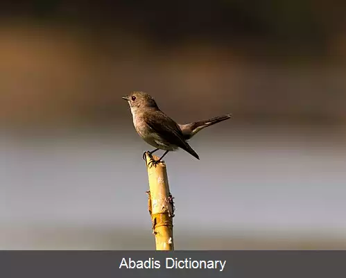 عکس مگس گیر تایگا