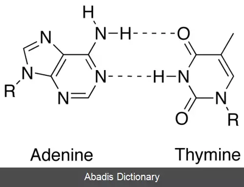 عکس ساختار دوم اسید نوکلئیک
