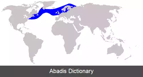 عکس دلفین پهلوسفید اطلس