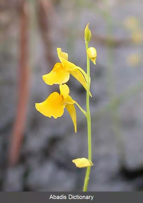 عکس علف انبانی معطر