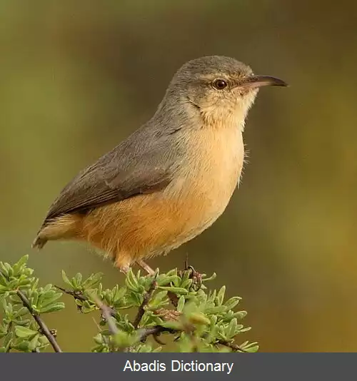 عکس کج نوک نوک دراز
