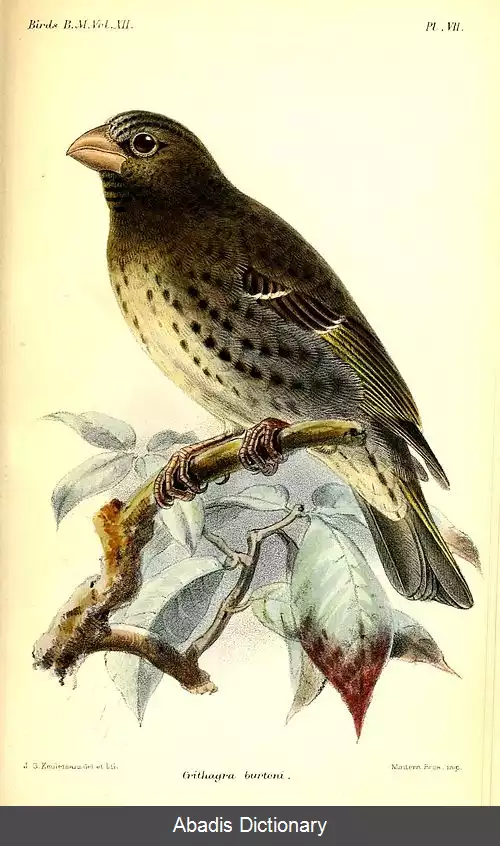 عکس دانه خوار نوک کلفت