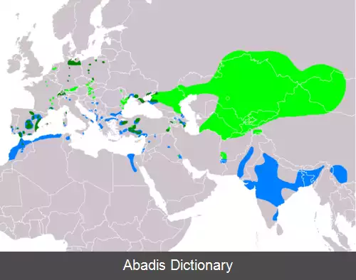 عکس اردک تاجدار