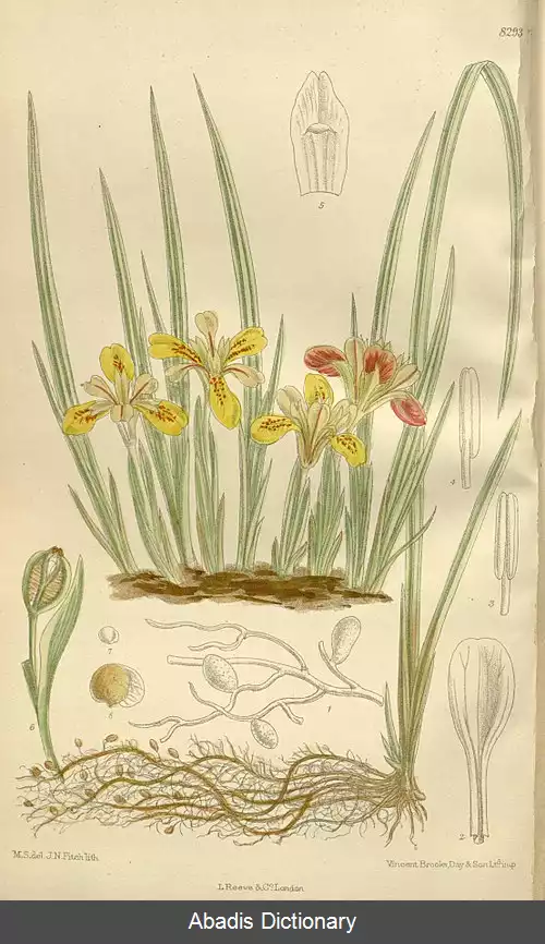 عکس زنبق های چینی