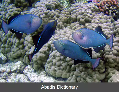 عکس فریباماهی سیاه