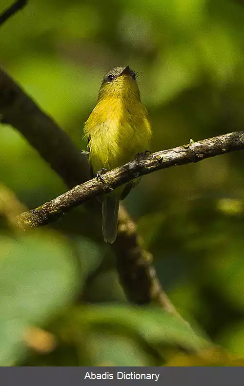 عکس مگس گیر خوش سیما