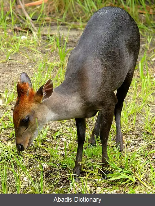 عکس آهوچه سیاه