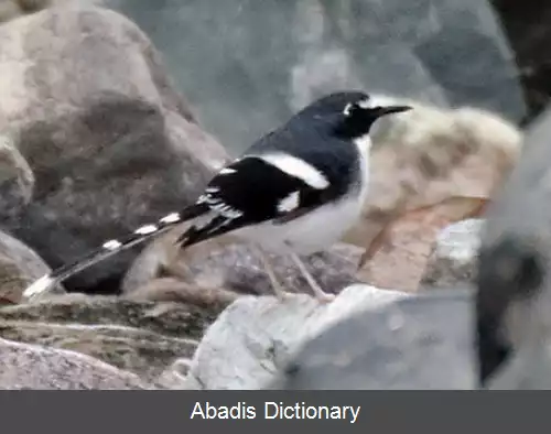 عکس دم چنگالی پشت توسی