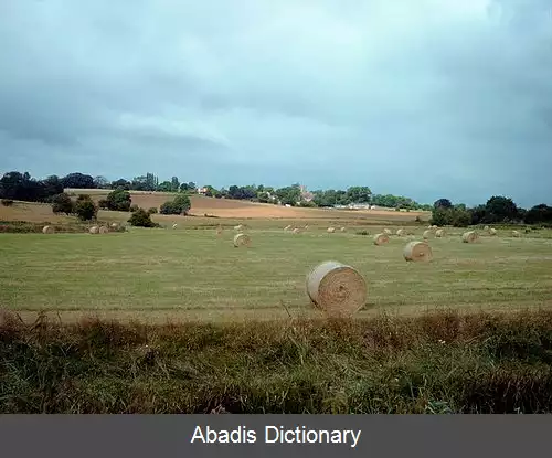 عکس استون کنت