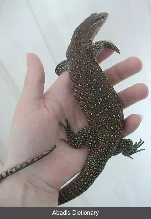 عکس بزمجه تیمور