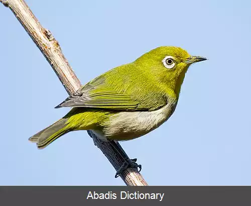 عکس چشم سفید ژاپنی