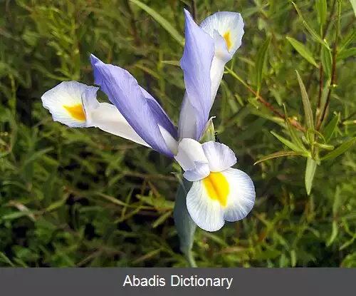 عکس زنبق های شمشیری