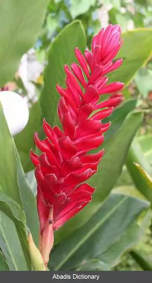 عکس زنجبیل قرمز